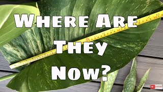 Plant Updates,  Giant Pothos,  Thai Constellation, Monstera,  Burle Marx, Sansevieria, Pink Princess