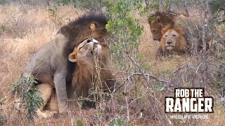 Male On Male Mounting Within A Dominant Coalition