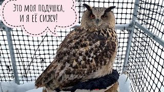 Сова Ёль оценила подушеньку под жопоньку на пеньке. Ястреб Клюква хочет жрац, но стесняется