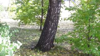 Осенние листья шумят и шумят в саду...