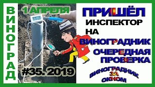 ? ИНСПЕКТОР СОВЕТУЕТ. Проверка винограда весной. Когда открывать виноград. Открытие винограда.
