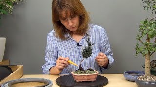 Плошки для бонсай