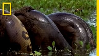 Anaconda vs. Mammal | National Geographic