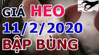 giá heo hơi hôm nay ngày 11 tháng 2 năm 2020 – giá thịt lợn hơi bao nhiêu