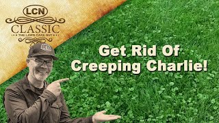 How To Get Rid Of Creeping Charlie, Ground Ivy In Lawn Part 1