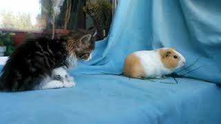Реакция котёнка на морскую свинку))