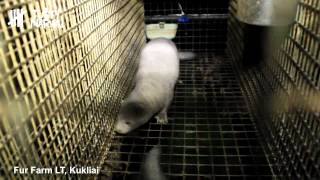 Dutch Fur Farms in Lithuania // Olandų kailių fermos Lietuvoje