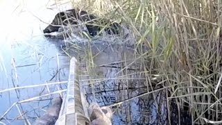 wild boar hunting hog полювання на кабана охота на кабана Wildschweinjagd