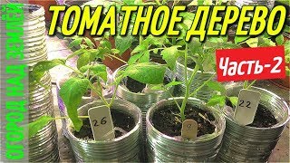 ТОМАТНОЕ ДЕРЕВО-2018/Часть-2.