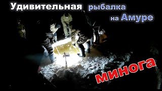 Удивительная рыбалка на амуре. Так ловят МИНОГУ.
