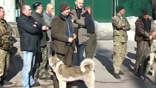 Выставка лаек 2017 год.