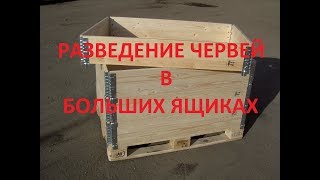 #экочервь Как вырастить большой объем червей. Вермикомпост.Дождевые черви.Денробена венета