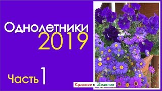 Что посеем в новом сезоне? Петунии и их компаньоны. Однолетники для тени.