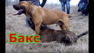 собачий бой Амстафф  против питбуля  правда которую нужно знать