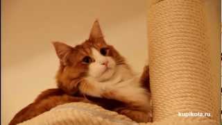 Норвежская лесная кошка - Породы кошек