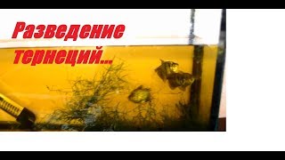 Тернеция. Разведение тернеций. Black tetra spawning .