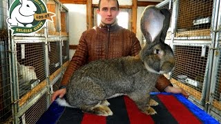 Разведение кроликов содержание кормление (Кролики породы Бельгийский великан)