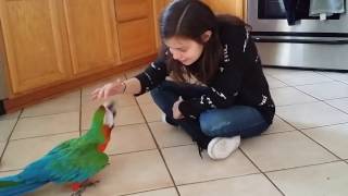 ROCKY'S RESCUE #6 | Rocky The Macaw tries To Bite Genna On His First Day Home