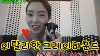 이탈리안 그레이하운드 특징 [착한애견tv]