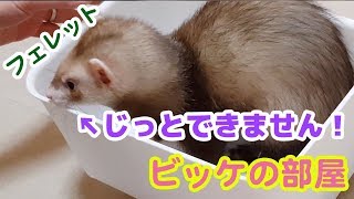 【フェレット】体重測定：お迎えして10日、ずいぶん体重が増えました