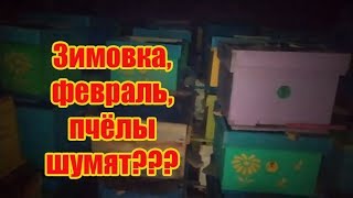 ???2020 г. ФЕВРАЛЬ, ЗИМОВКА ПЧЁЛ, ПЧЁЛЫ ВОШЛИ В АКТИВНОЕ СОСТОЯНИЕ, ЧТО ДЕЛАТЬ И КАК ИСПРАВИТЬ?