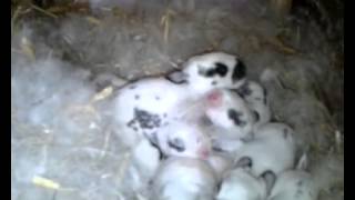 Funny NEWBORNE rabbits & ONE WEEK Cute baby bunnies - compilation 2015