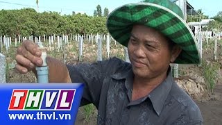 THVL | Nông dân miền Tây – Kỳ 70: Anh Võ Thành Văn với béc phun tưới vườn độc đáo
