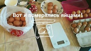 Сравнение яиц Хайсекс браун от молодок и взрослой курицы.