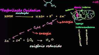 Fosforilação oxidativa e cadeia transportadora de elétrons