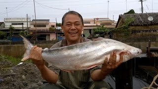 Câu Cá Bông Lau - Hugo Bông Lau Cửa Sông Định An Ngày 22/10/2014.