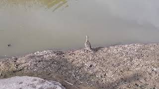Alexander River Turtle Park - wild Dog and cheeky Duck.