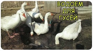 Водоем для гусей.Гуси дождались.Выпустил гусей на свободу.Семья в деревне.