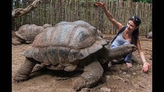 Секс с огромной черепахой - Такого еще не было!!!