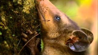 Opossum, visiteur du soir - Mont Agua, Guatemala