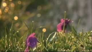 Adagio Secret Garden Violin Edward Chan