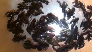 Раки. Ловля раков ночью с фонариком /  Crayfish. Catching crayfish at night with a flashlight