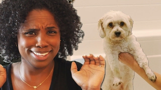 Non-Dog Owners Try Giving A Dog A Bath