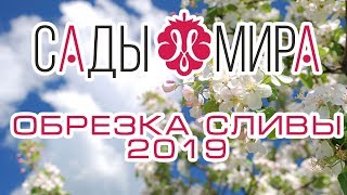 ОБРЕЗКА СЛИВЫ 2019 год