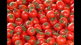 টমেটোর গুণাগুণ