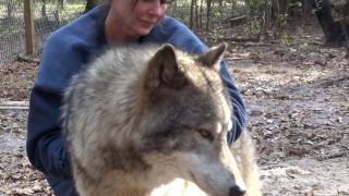 Up close and personal with Kyra and her pack mate Titus