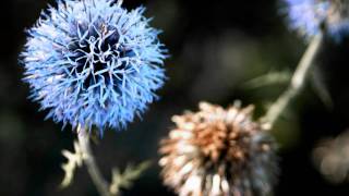 be here now - Ray LaMontagne (lyrics)
