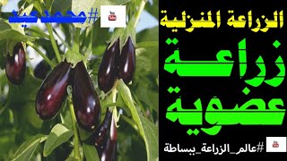 زراعة الباذنجان في المنزل