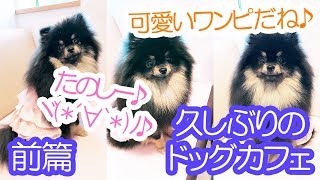 久々のドッグカフェでいきなり生理現象が始まるポメラニアン犬（前篇）【はなポメ#489】