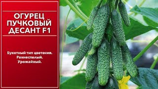 СУПЕР ОГУРЦЫ! БЕСКОНЕЧНЫЙ УРОЖАЙ. Участвуем в акции. Марина Рыкалина и Виталий Декабрев.