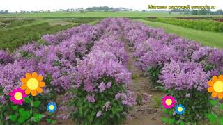 Сирень обыкновенная Минует. Краткий обзор, описание характеристик syringa x prestoniae Minuet
