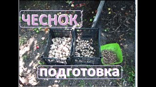 ЧЕСНОК обрезаем, готовим к просушке