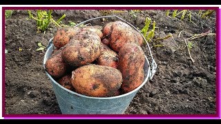 Урожай картошки с сотки/ Огромная картошка/ Картошка в мешках/