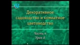 Цветы. Урок 4.8. Декоративные деревья и кустарники. Часть 3