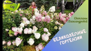 Как  добиться обильного цветения и крупных соцветий у гортензий! Секреты успеха!