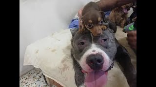 AMERİKAN BULLYNİN SÜS KÖPEKLERİNE TEPKİSİ! 6 TANE KÖPEĞİN ARASINDA KALDI
